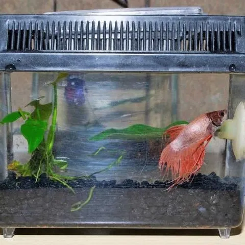 thumbnail for publication: Evolution, Culture, and Care for Betta splendens